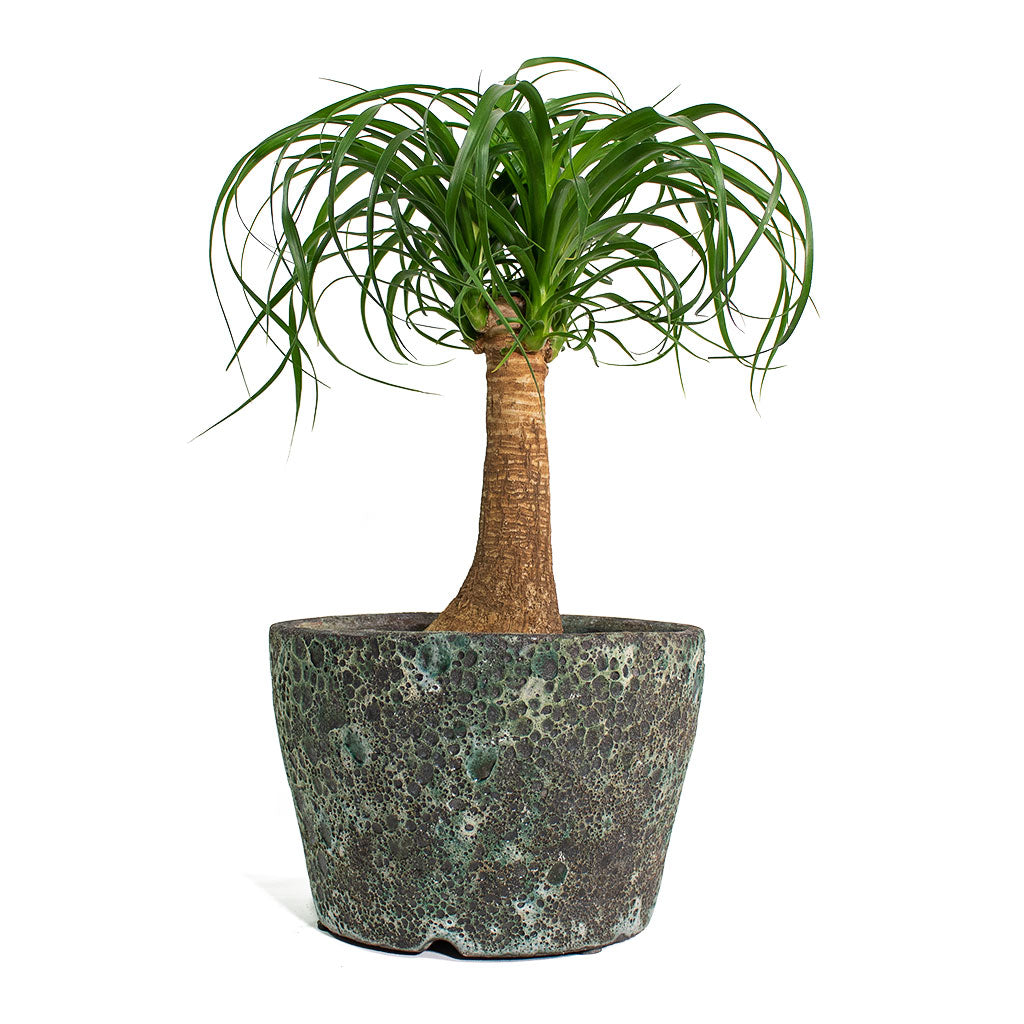 Beaucarnea Pony Tail Palm Single Stem with Lava Couple Straight Relic Planter Jade