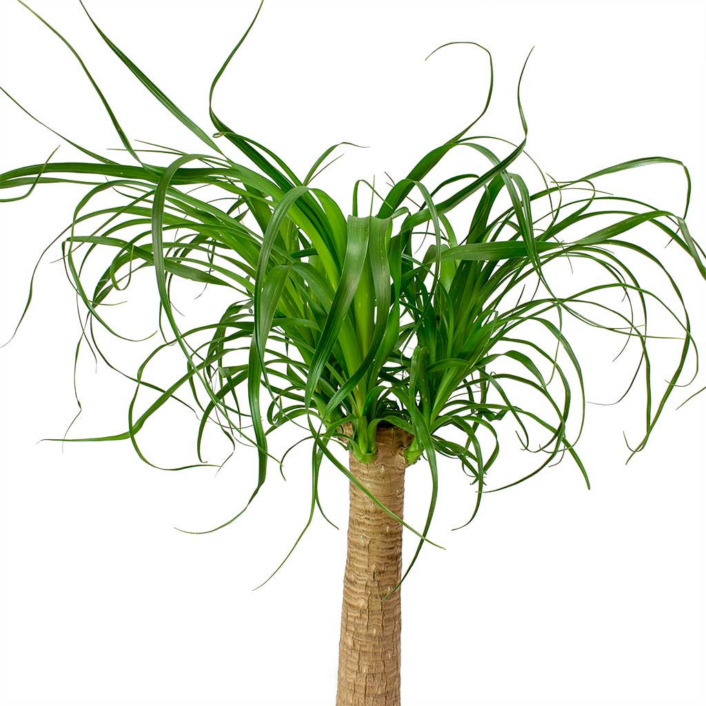 Beaucarnea Single Stem Ryan Pot Shiny Gold
