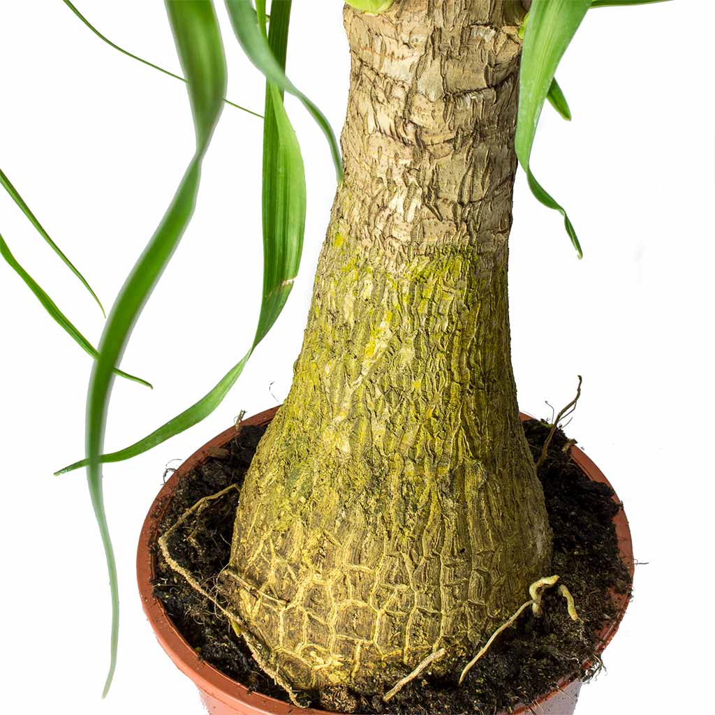 Beaucarnea - Pony Tail Palm - Single Stem Trunk