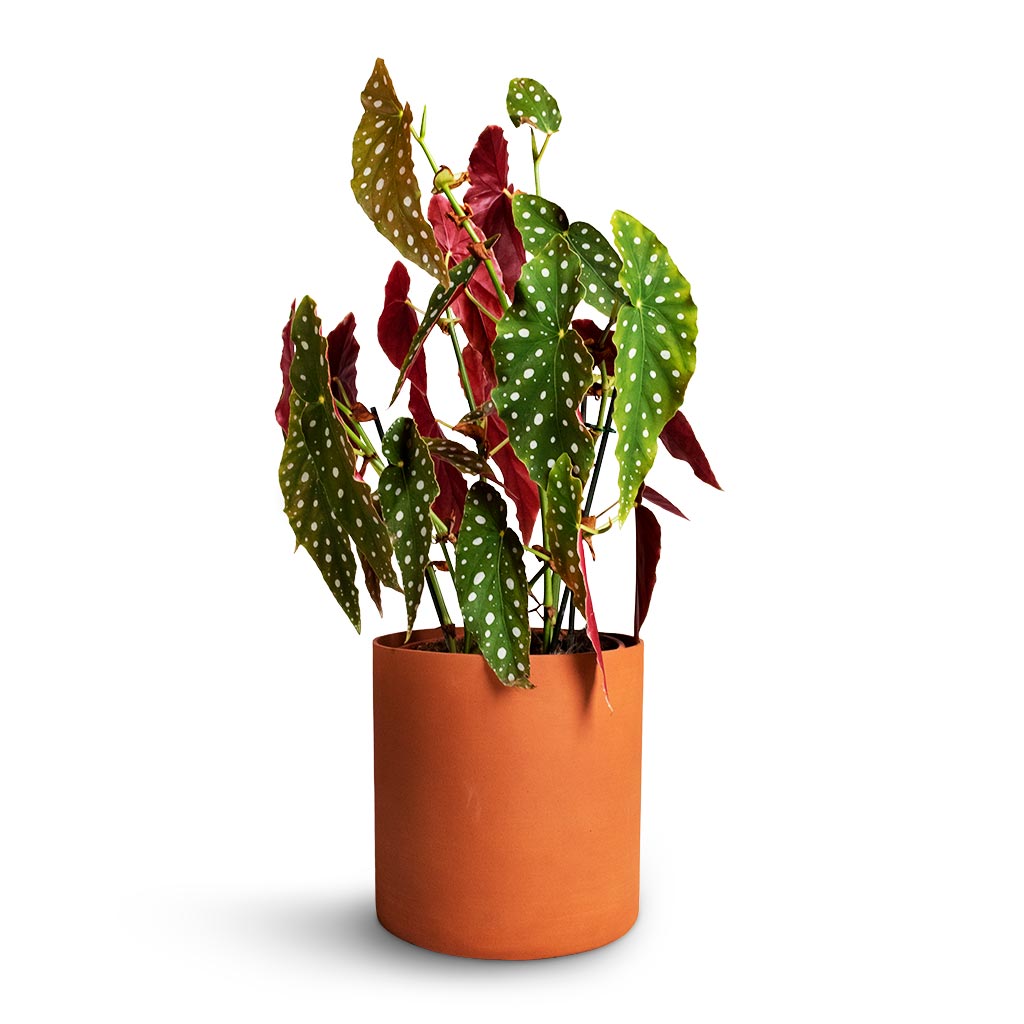 Begonia Maculata - Polka Dot Begonia &amp; Puk Refined Planter - Canyon Orange