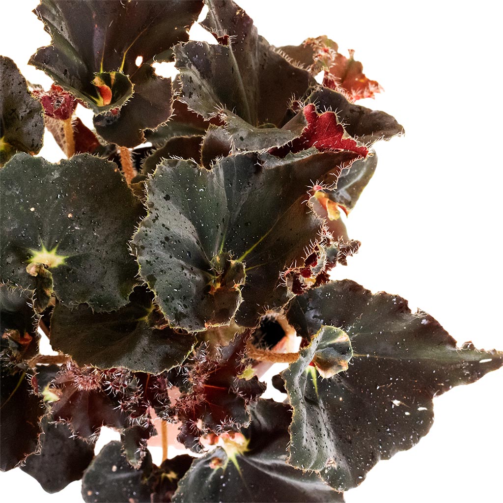 Begonia BD Rex - Anne Begonia & Gerben Plant Pot - Black Washed