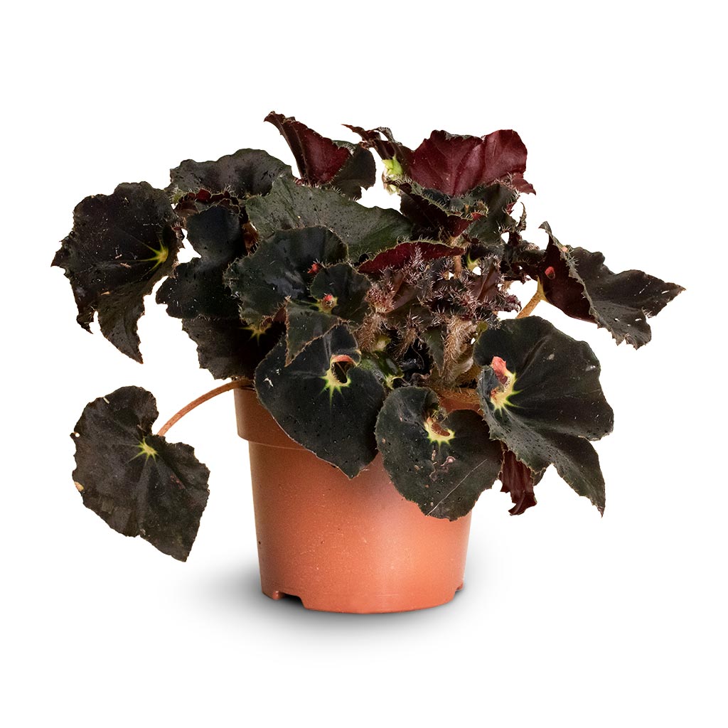 Begonia BD Rex - Anne Begonia