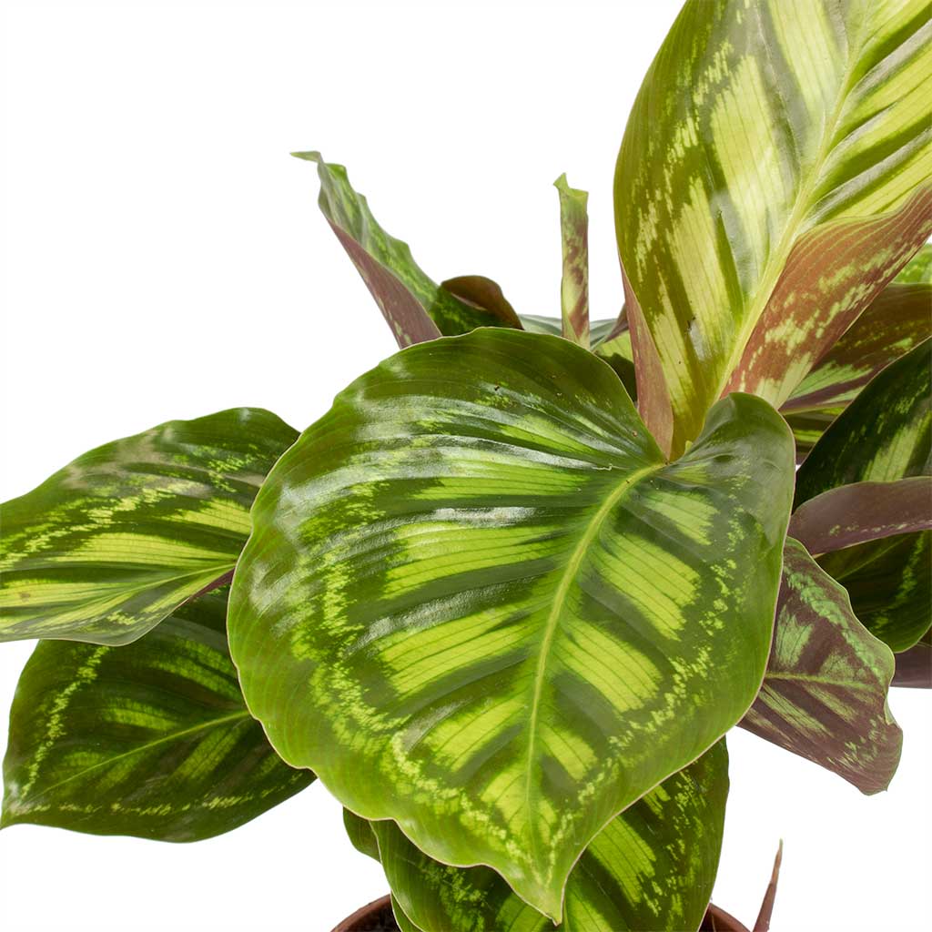 Calathea Flamestar Leaves