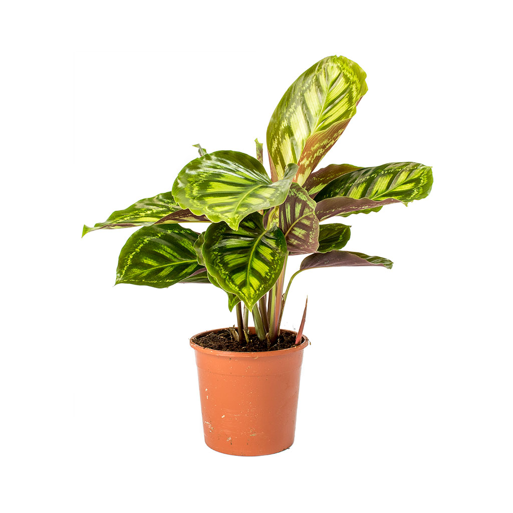Calathea Flamestar 55cm