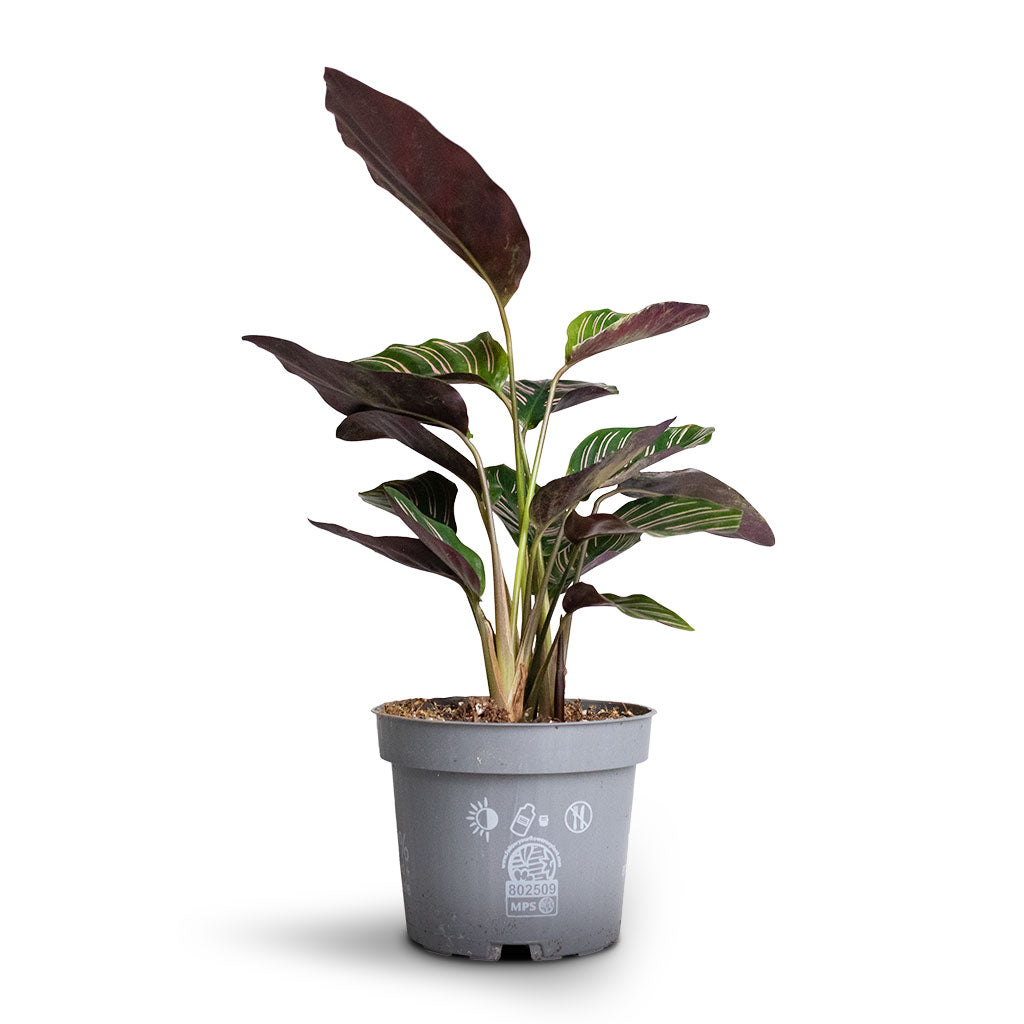 Calathea Sanderiana - Pin-Stripe Calathea