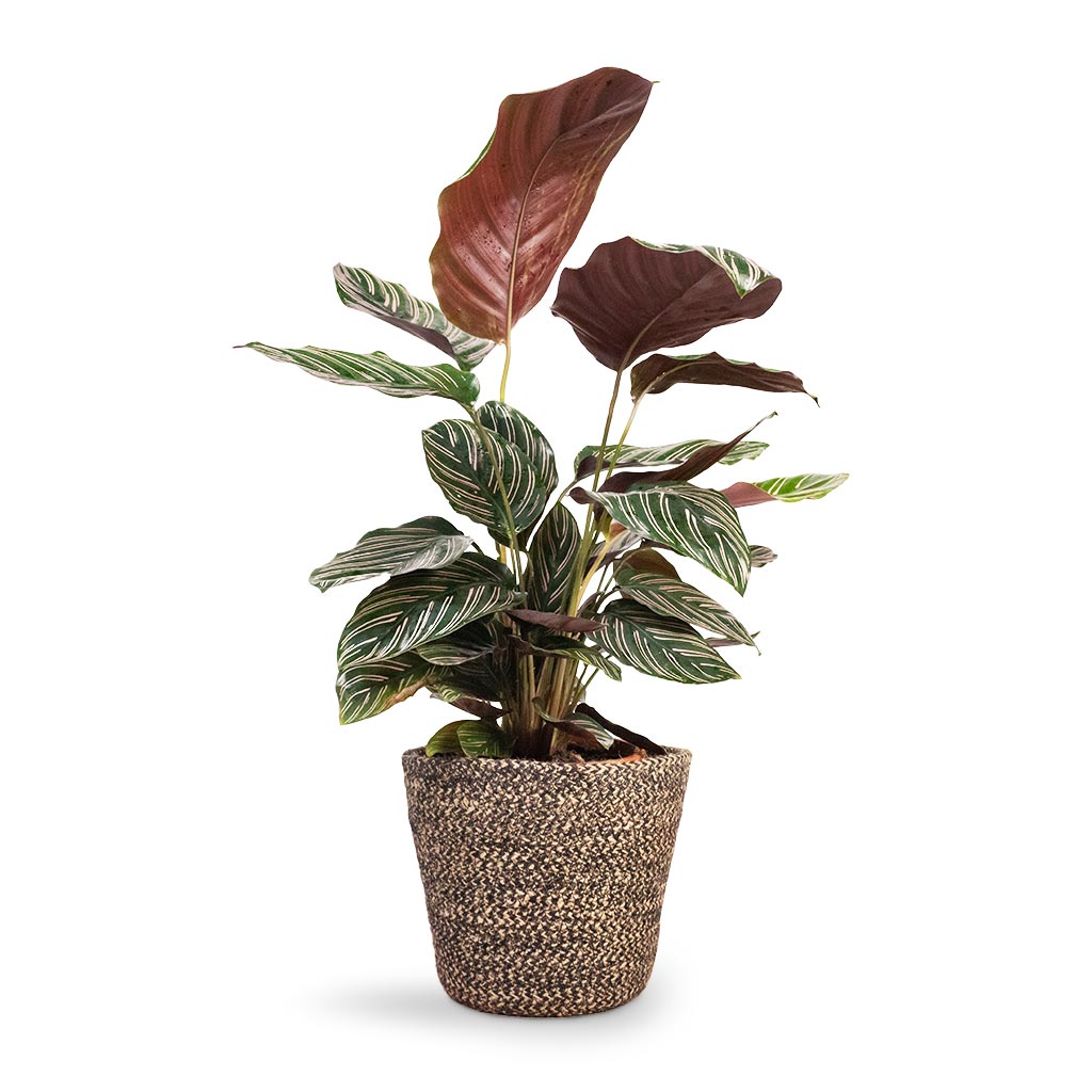 Calathea Sanderiana - Pin-Stripe Calathea Houseplant & Selin Plant Basket - Black Weave 