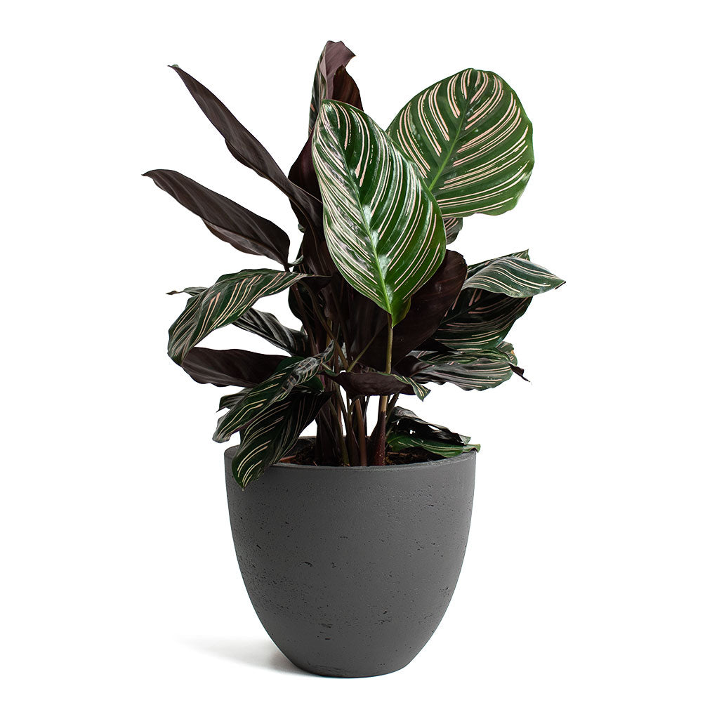 Calathea Sanderiana Pin-Stripe Calathea with Mini Jesslyn Plant Pot Black Washed