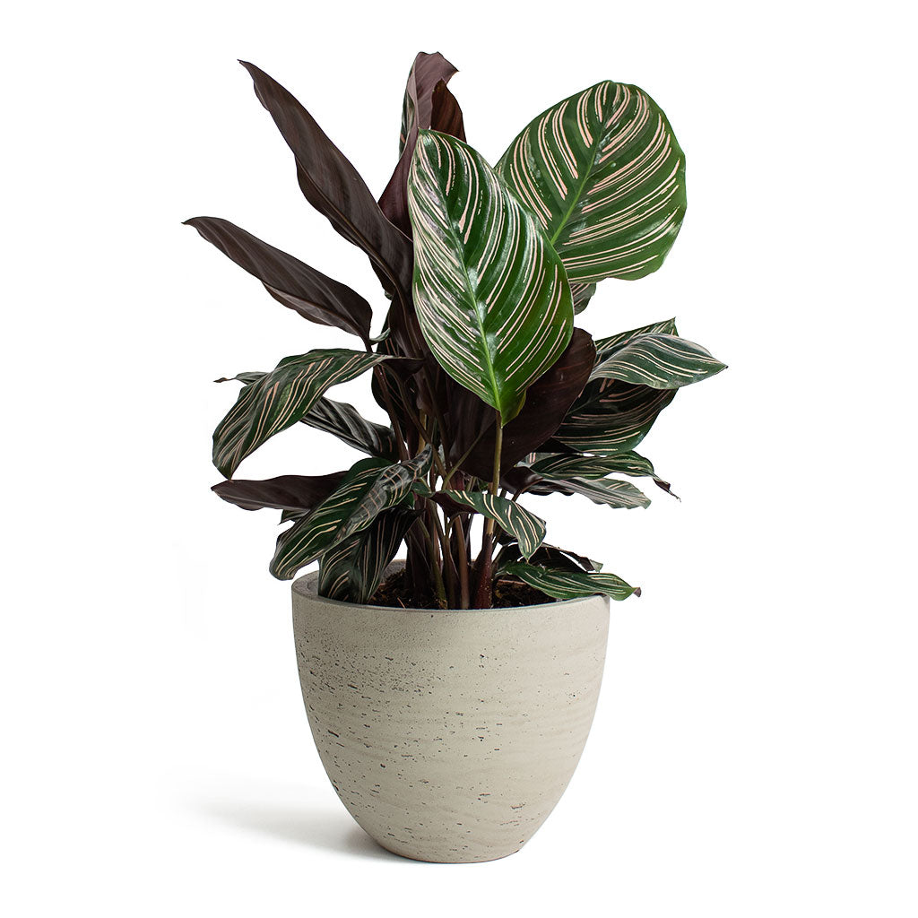 Calathea Sanderiana Pin-Stripe Calathea with Mini Jesslyn Plant Pot Grey Washed