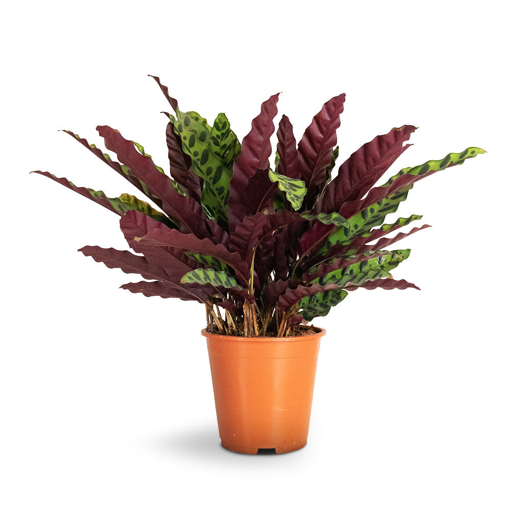 Calathea lancifolia - Rattlesnake Plant - 19 x 60cm
