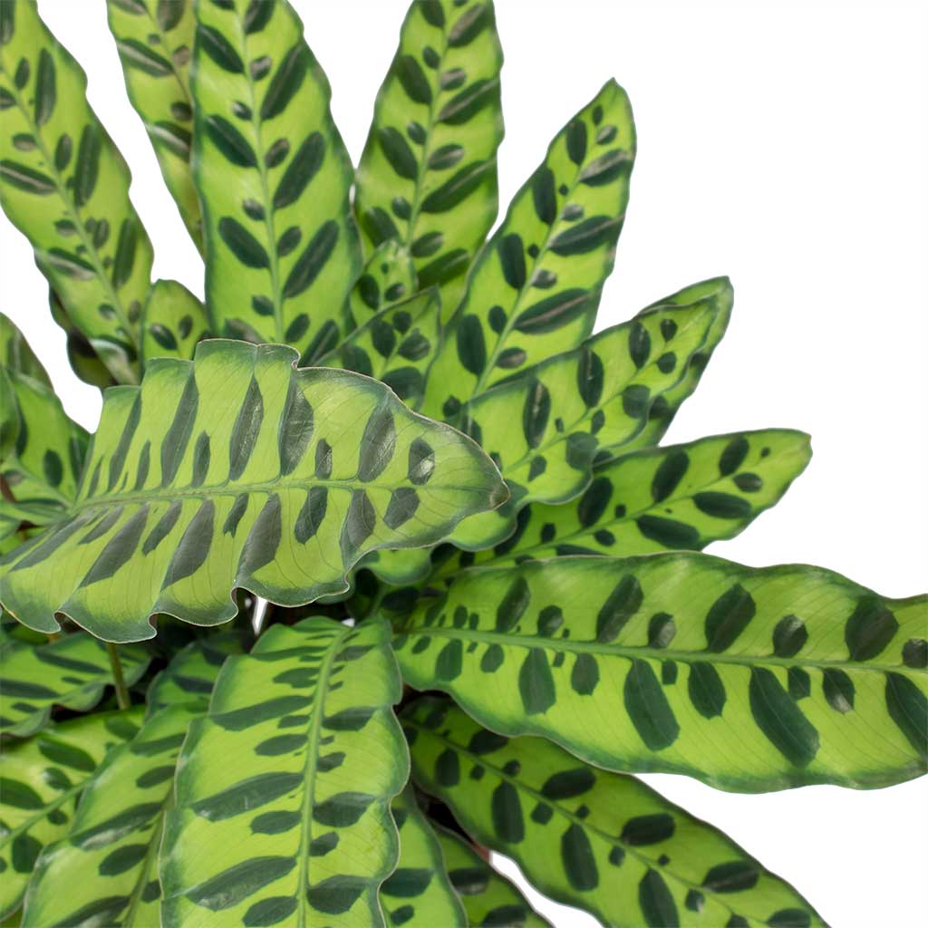 Calathea lancifolia - Rattlesnake Plant & Ocean Glaze Plant Pot - Emerald
