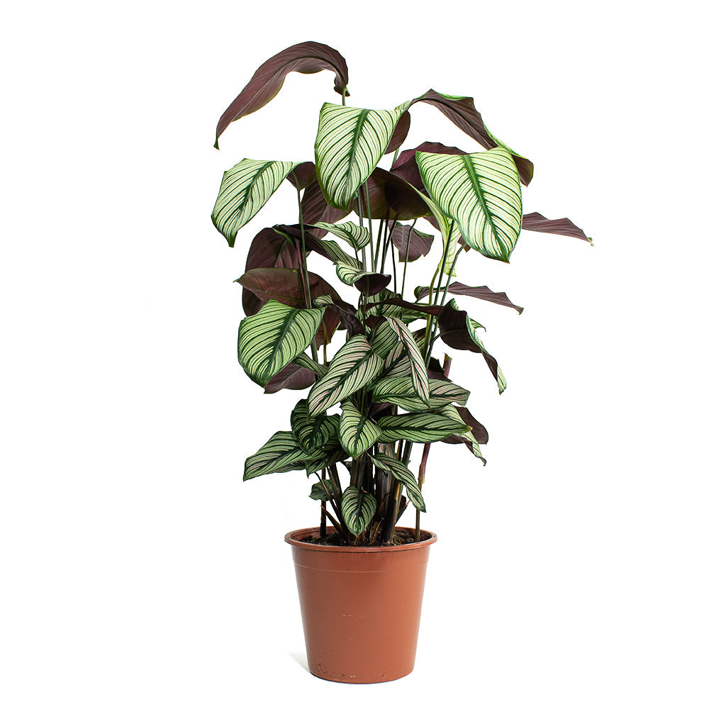 Calathea majestica White Star