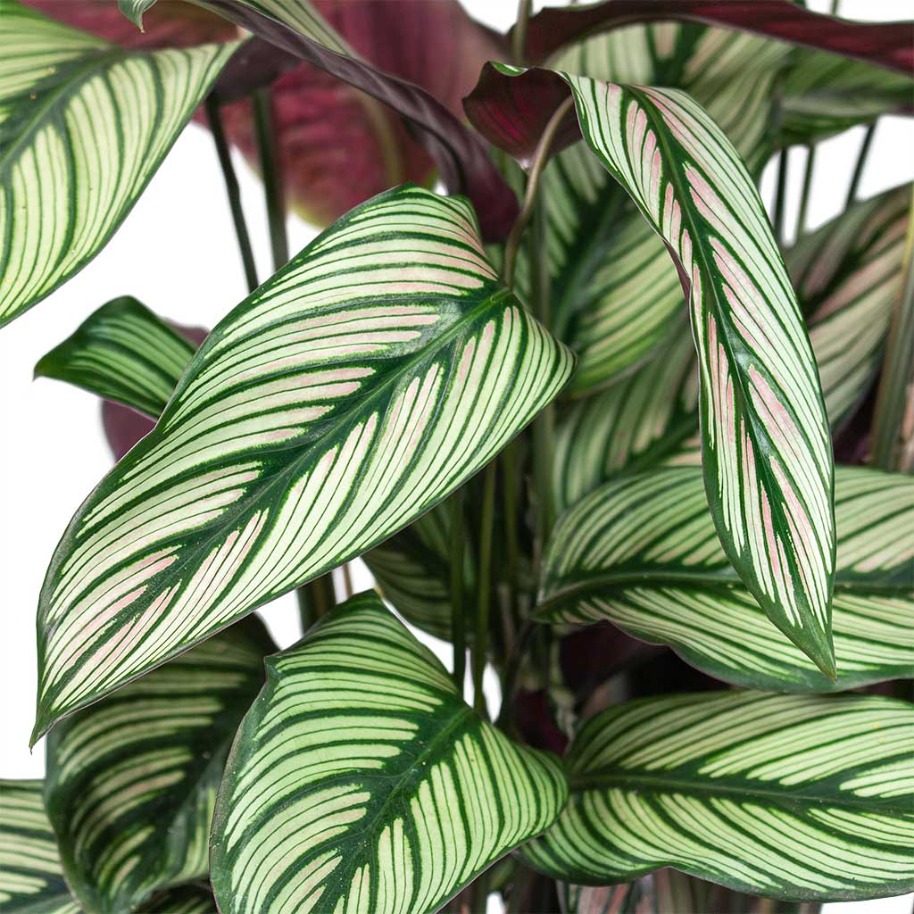 Calathea majestica White Star Close-Up