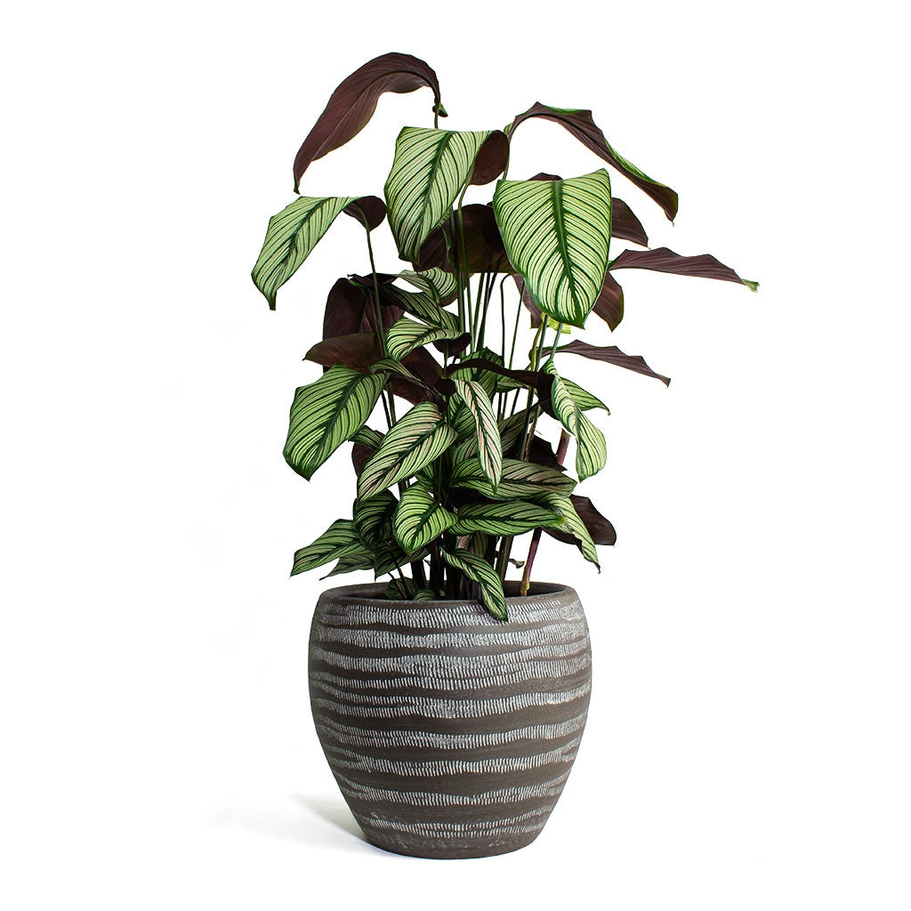 Calathea majestica White Star with Koen Plant Pot Brown
