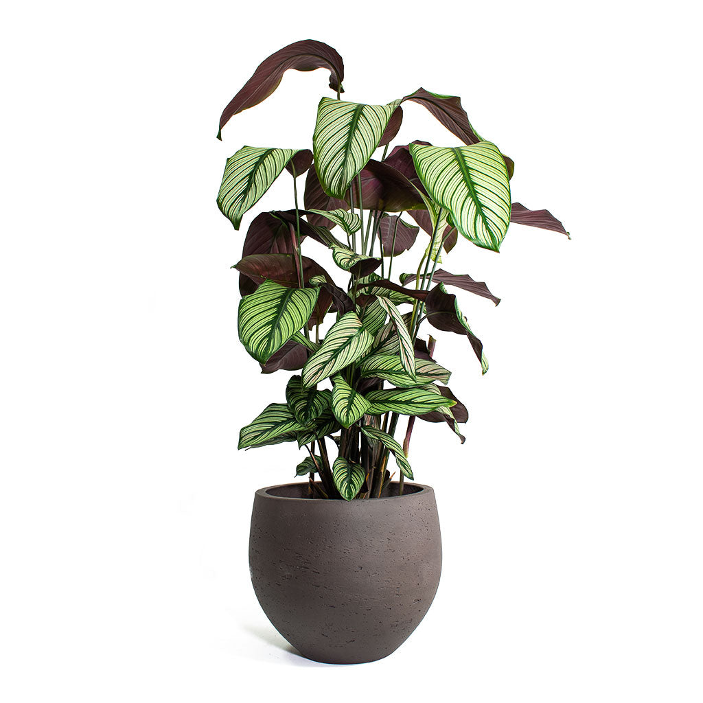 Calathea majestica White Star with Mini Orb Kevan Plant Pot Ash Brown