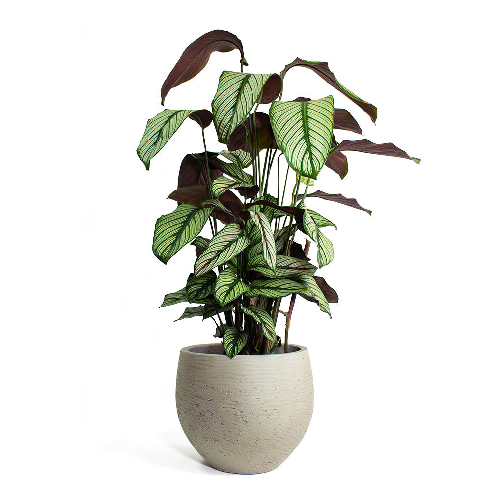 Calathea majestica White Star with Mini Orb Kevan Plant Pot Grey Washed