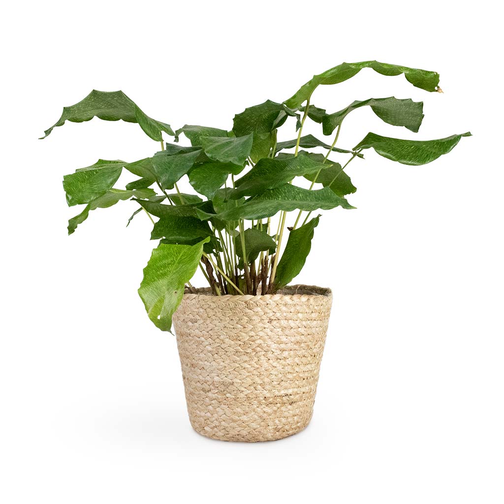 Calathea musaica Network & Selin Plant Basket Jute