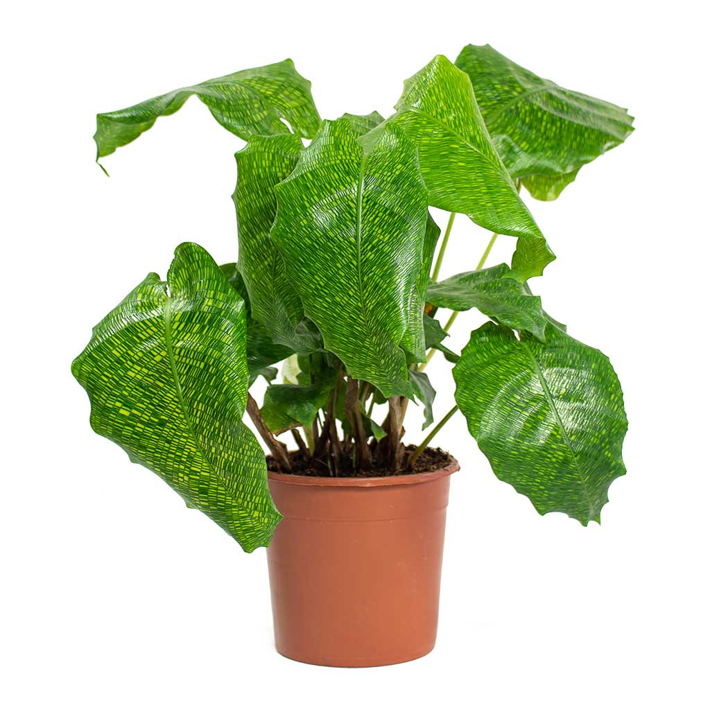 Calathea musaica Network Houseplant Small
