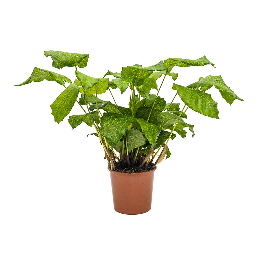 Calathea musaica Network Houseplant Large