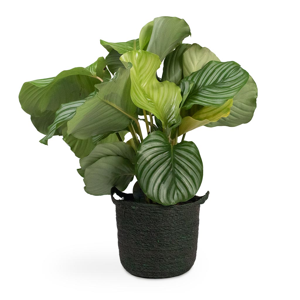 Calathea orbifolia & Nelis Plant Basket Green