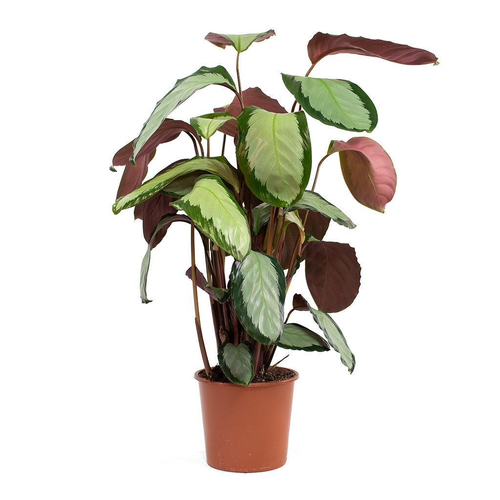 Calathea picturata Argentea Houseplant