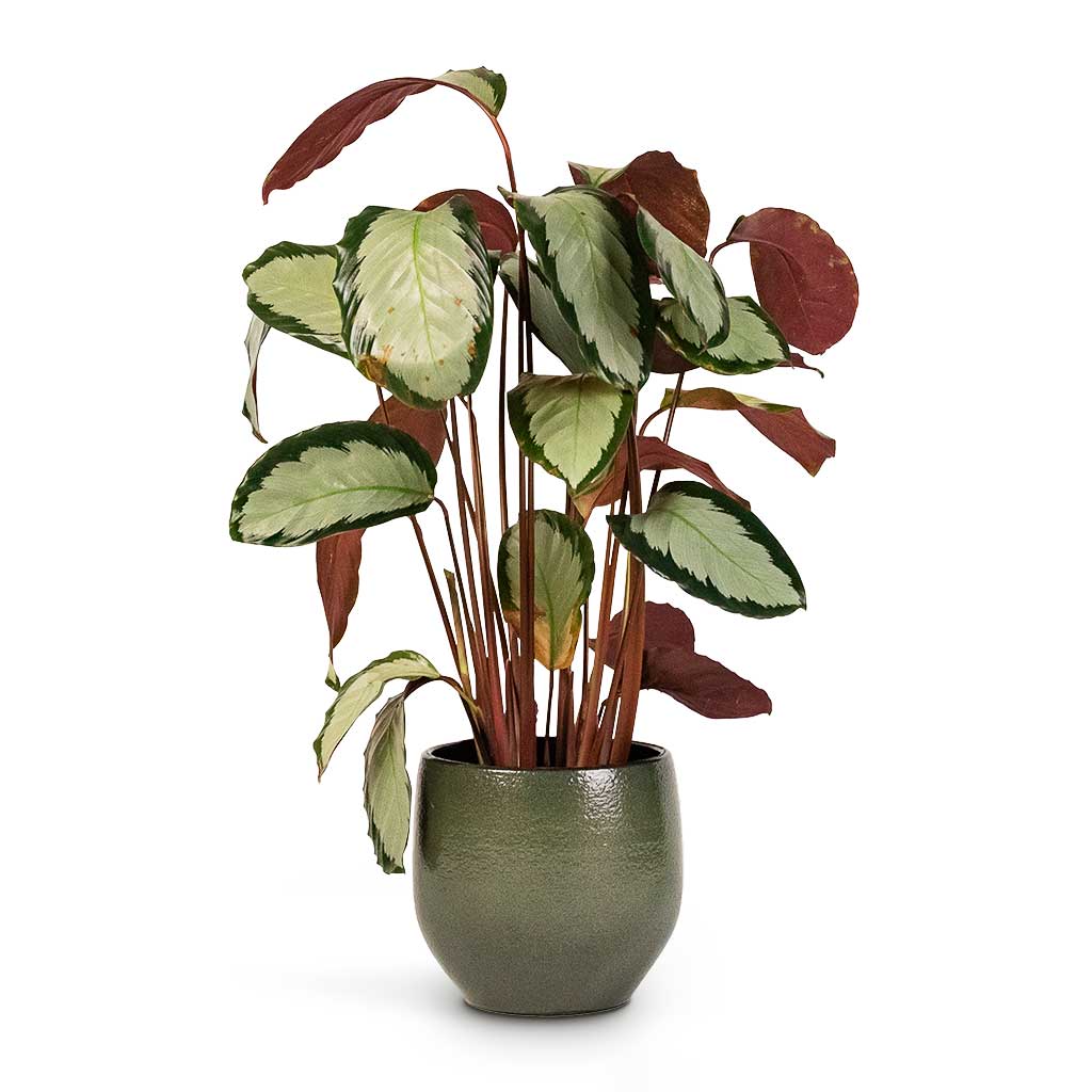 Calathea picturata Argentea Houseplant &amp; Zembla Plant Pot Green