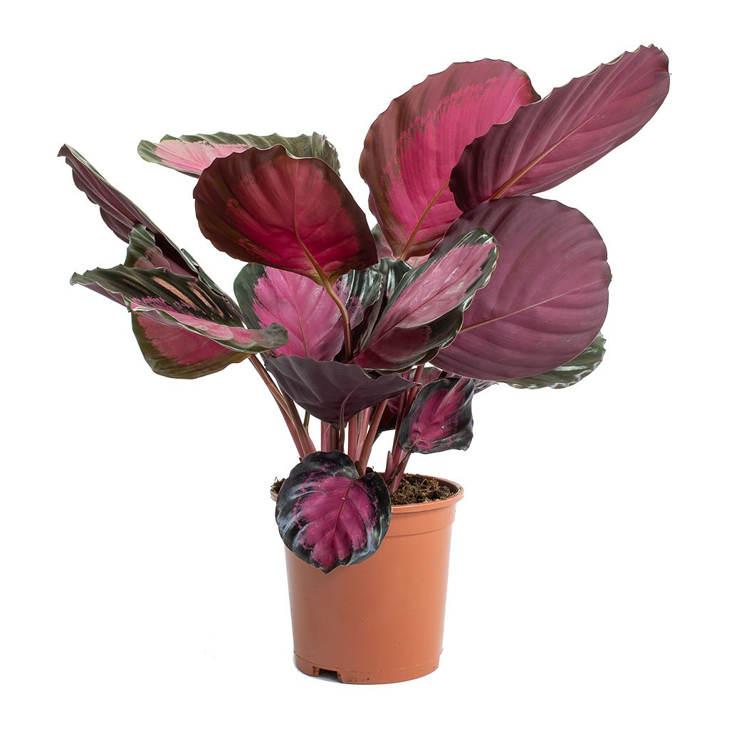 Calathea picturata Crimson Houseplant