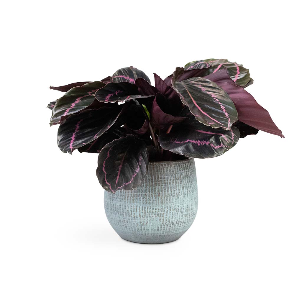 Calathea roseopicta Dottie - Rose Painted Calathea & Ryan Plant Pot Blue Gold