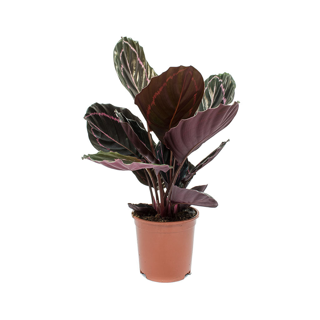Calathea roseopicta Dottie - Rose Painted Calathea