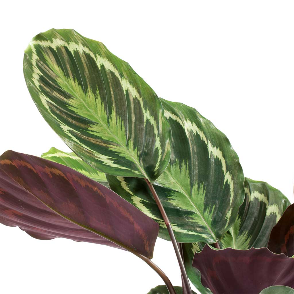 Calathea roseopicta Medallion In Leaf Pot Green