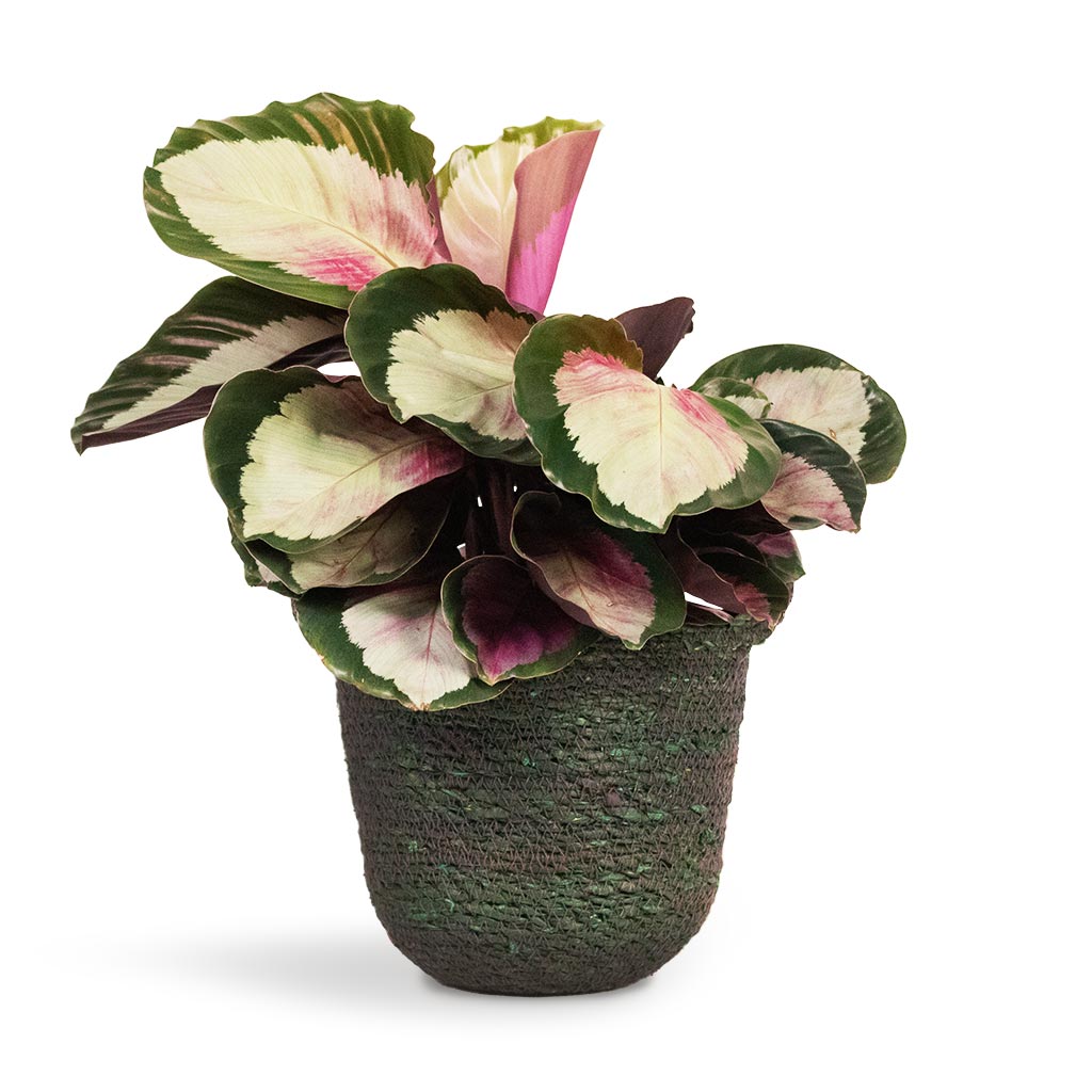 Calathea roseopicta Rosy - Rose Painted Calathea Houseplant & Nelis Plant Basket - Green