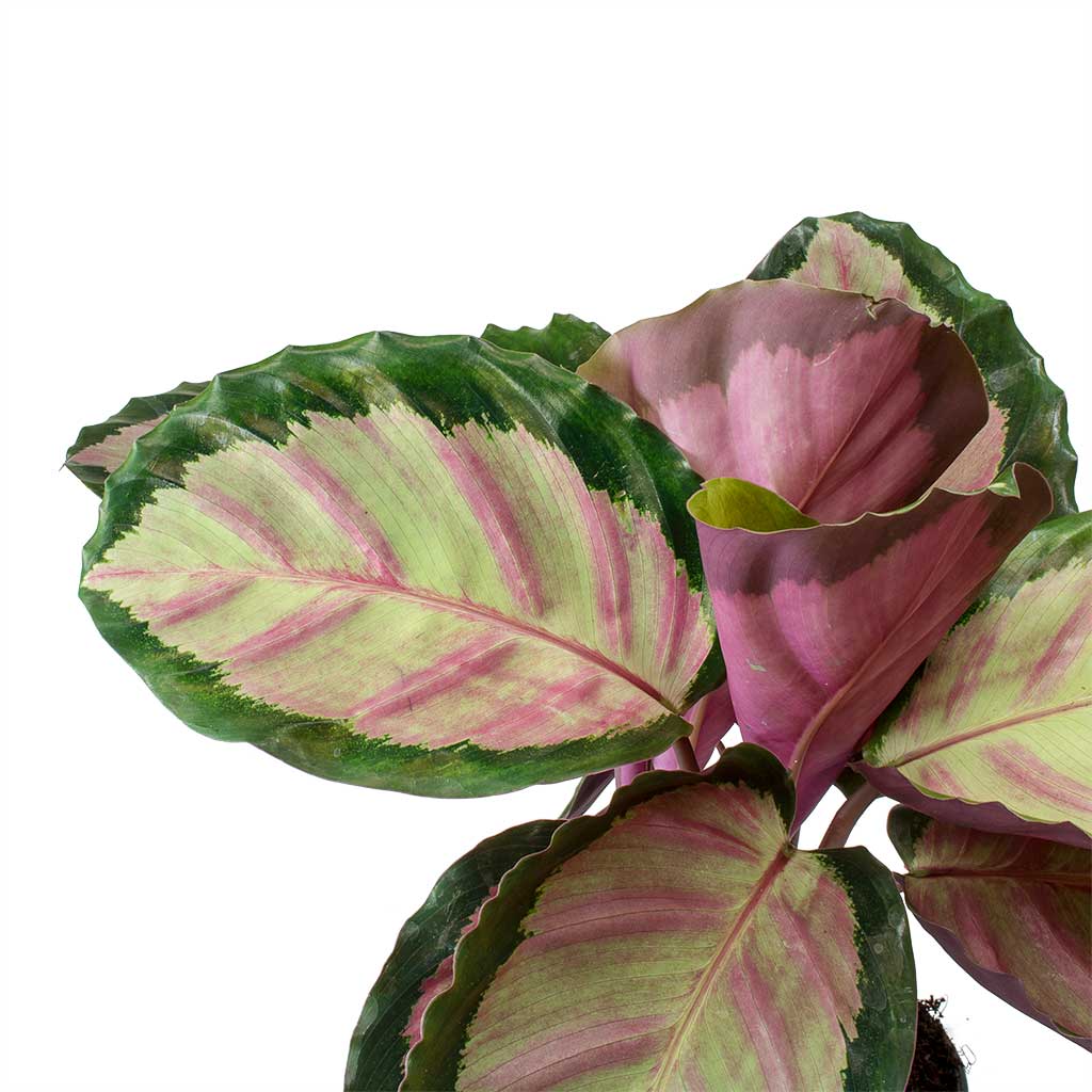 Calathea roseopicta Rosy - 12x35cm In Davide Pot Mauve Mist - 13x13cm