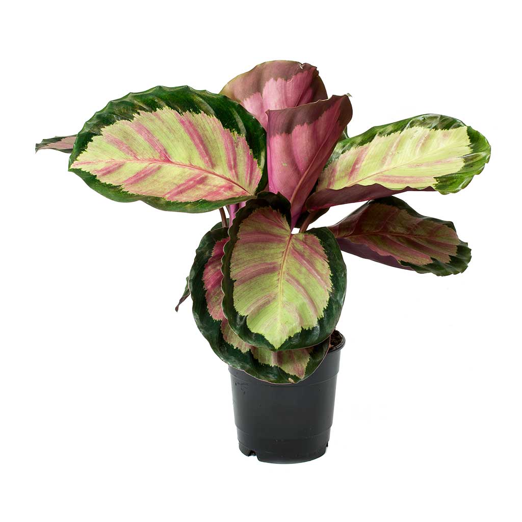 Calathea roseopicta Rosy - Rose Painted Calathea
