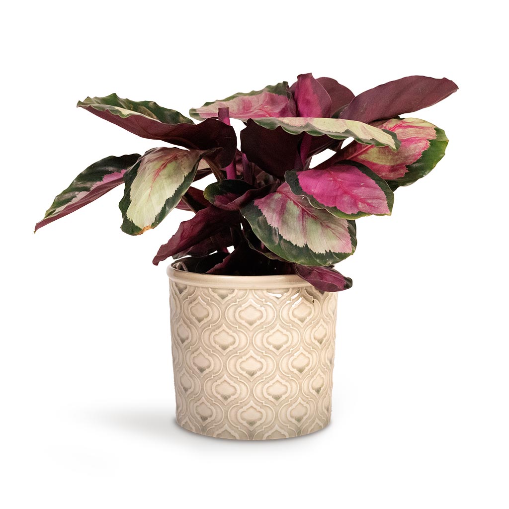Calathea roseopicta Silvia - Rose Painted Calathea Houseplant & Venetian Plant Pot - Grey