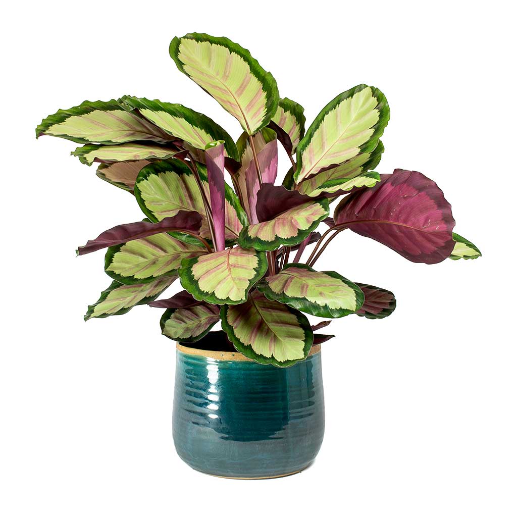 Calathea roseopicta Silvia Rose Painted Calathea Leaves &amp; Iris Plant Pot Turquoise