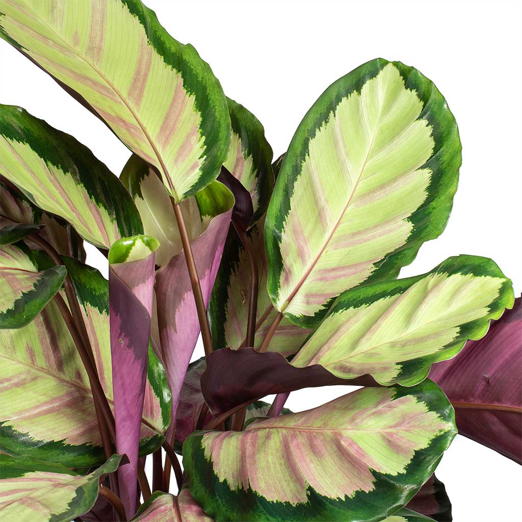 Calathea roseopicta Silvia - Rose Painted Calathea Leaves