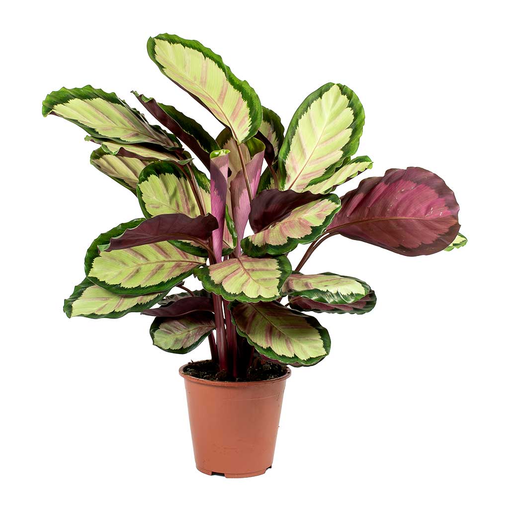 Calathea roseopicta Silvia - Rose Painted Calathea