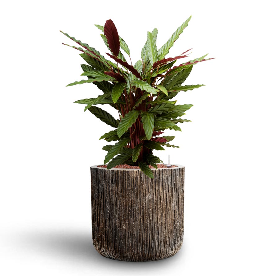 Calathea rufibarba - Velvet Calathea - Hydroculture Luxe Lite Waterfall Cylinder Planter - Bronze