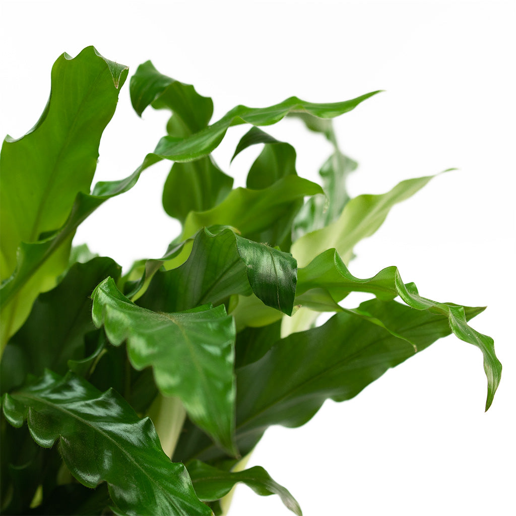 Calathea rufibarba Bluegrass Houseplant 17x60cm Mabel Plant Pot Ice Blue 23x20cm