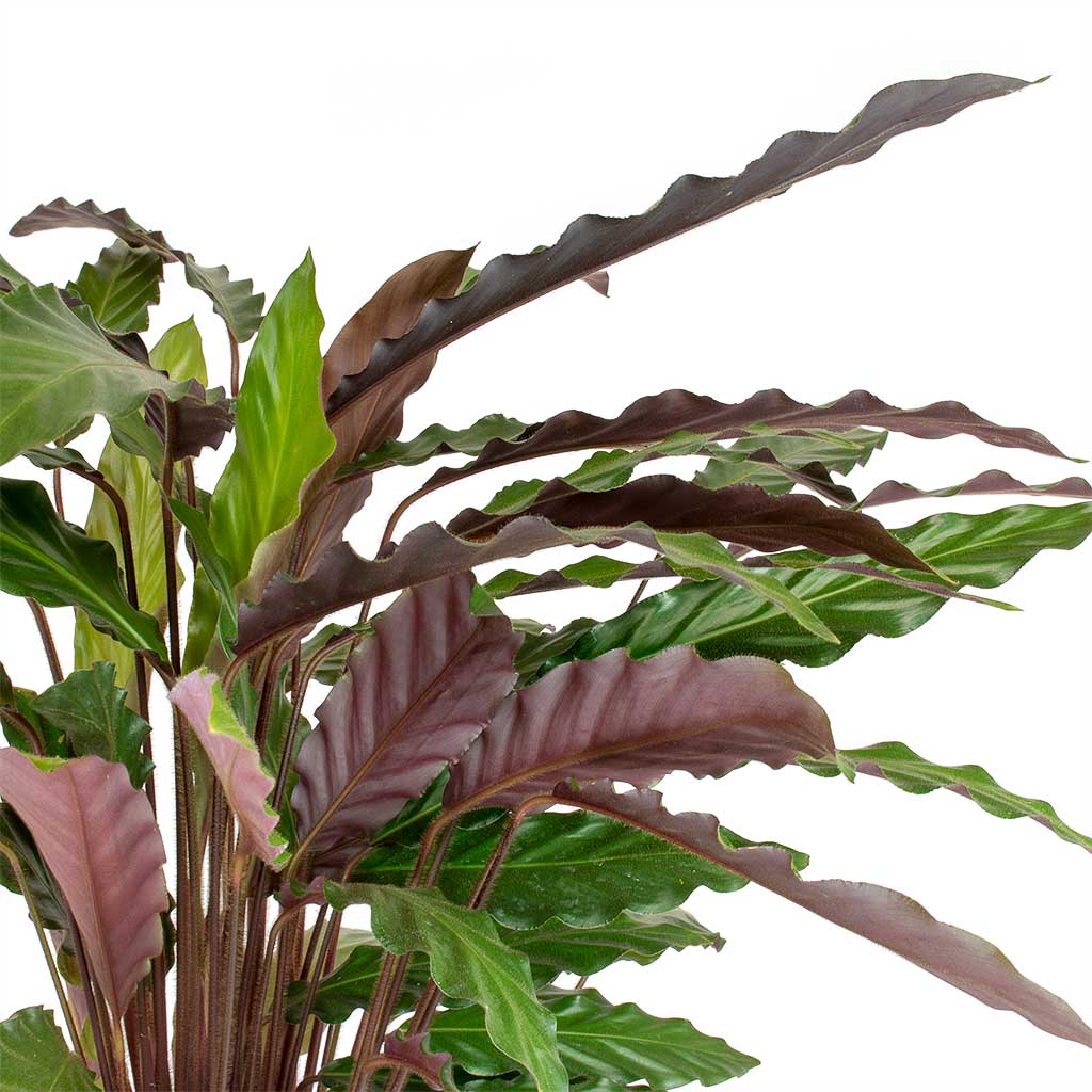 Calathea rufibarba - Velvet Calathea Leaves