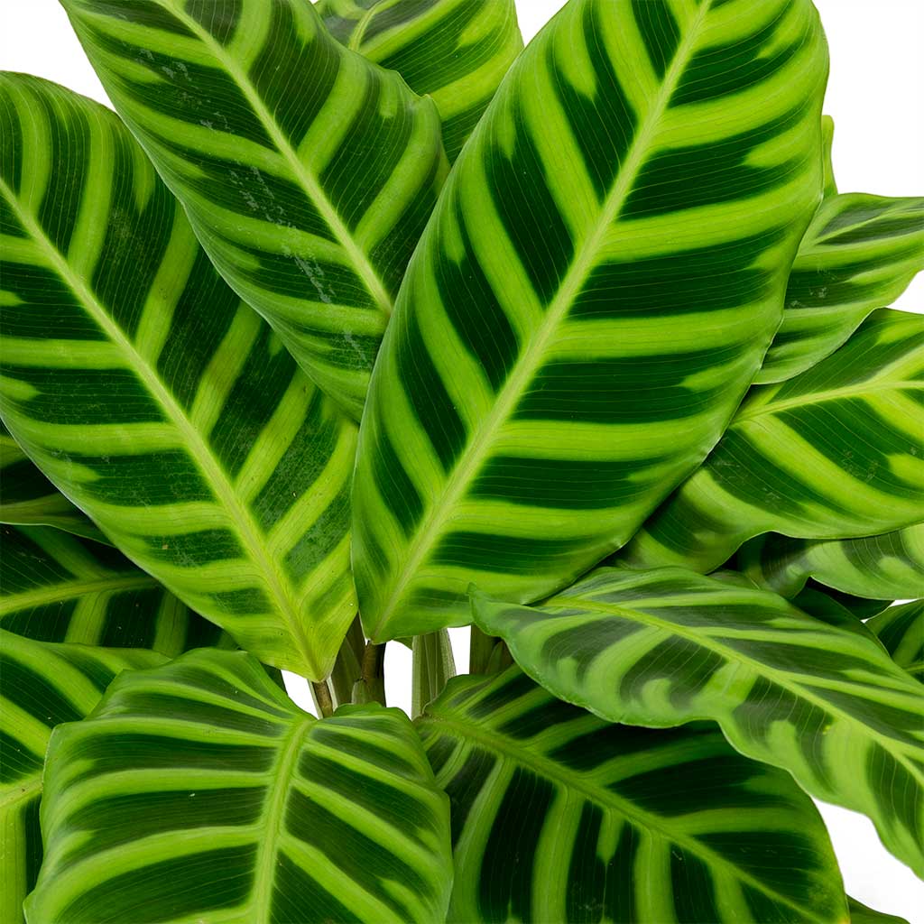 Calathea zebrina - Zebra Plant Close Up
