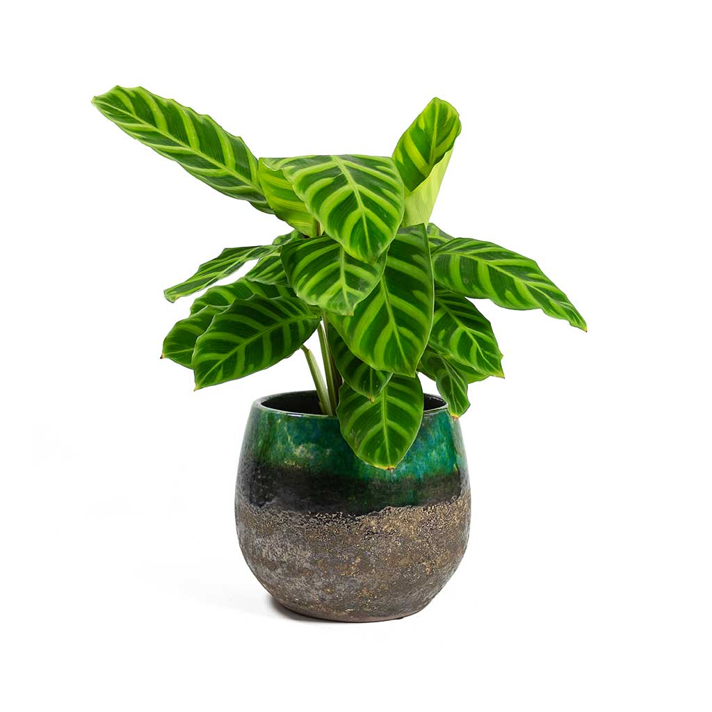 Calathea zebrina Zebra Plant with Lindy Plant Pot Black Green
