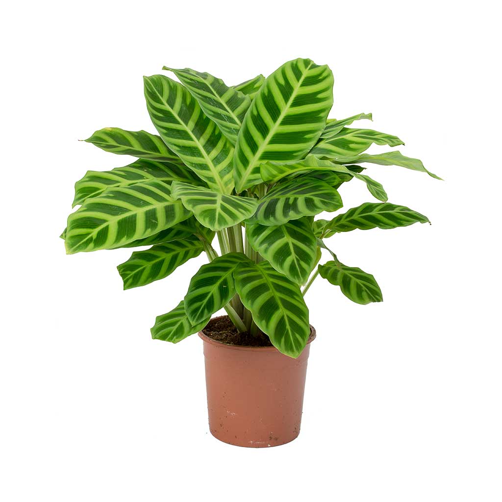 Calathea zebrina - Zebra Plant