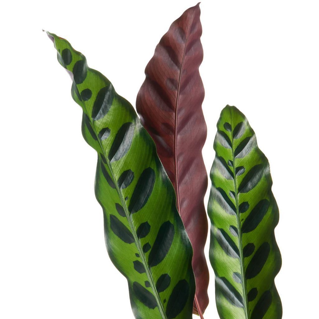 Calathea lancifolia - Rattlesnake Plant Close Up