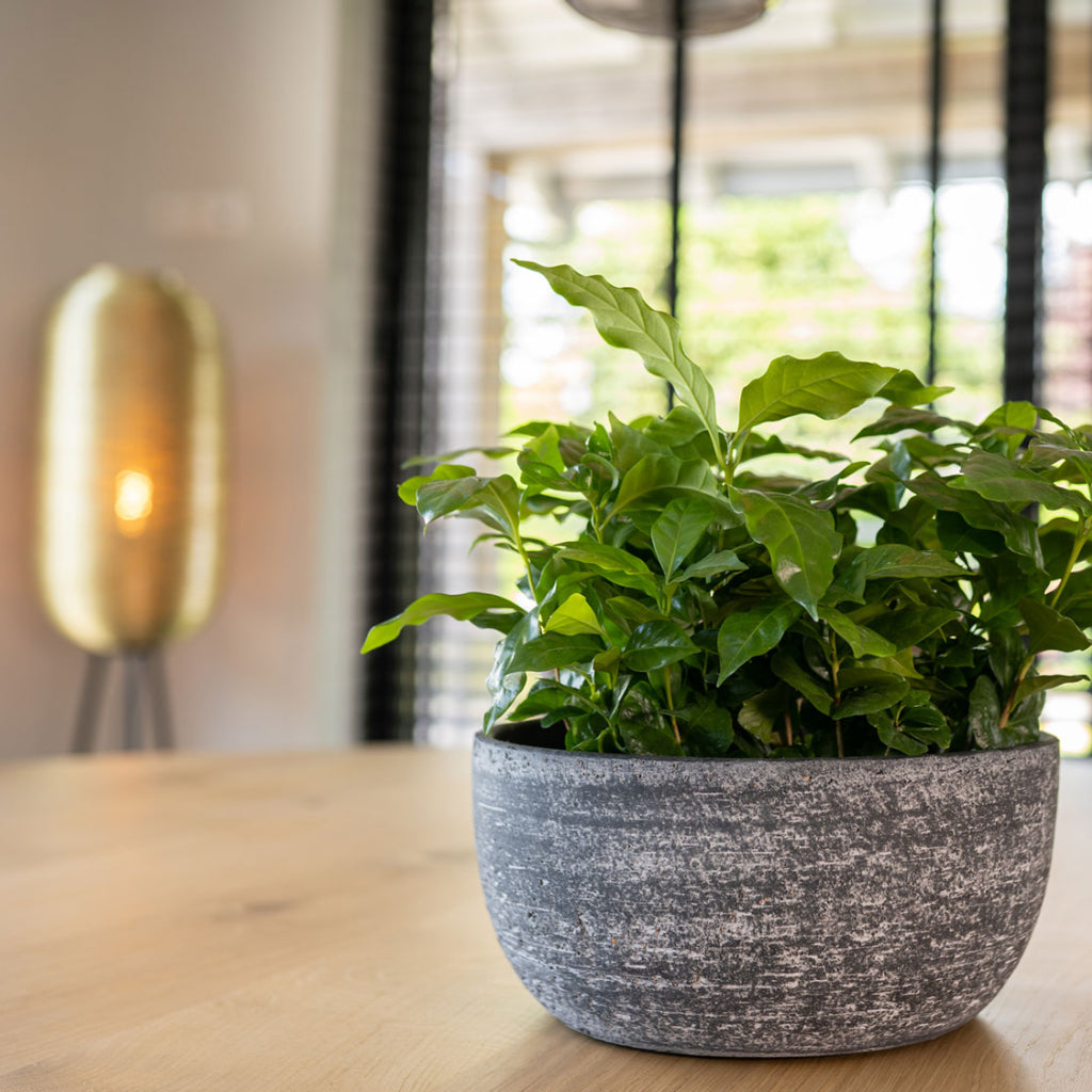 Cas Plant Bowl - Anthracite