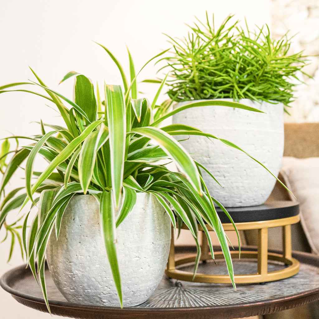 Cas Plant Pot - Cool Grey & Spider Plant
