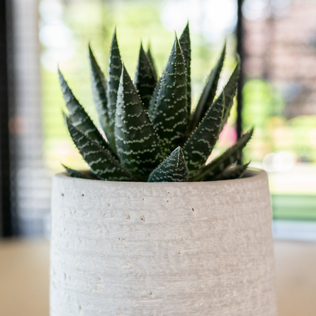 Cas Plant Pot - Cool Grey & Howorthia Houseplant