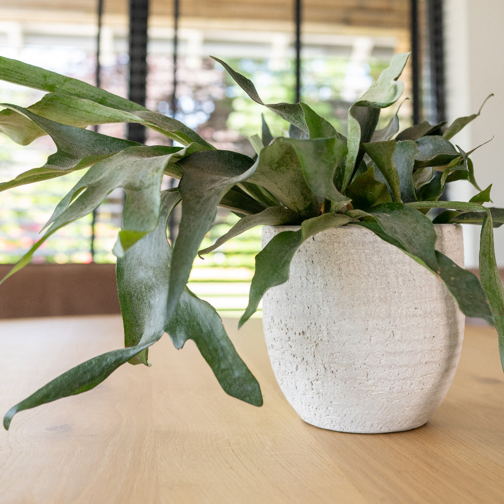 Cas Plant Pot - Cool Grey & Platycerium bifurcatum - Common Staghorn Fern
