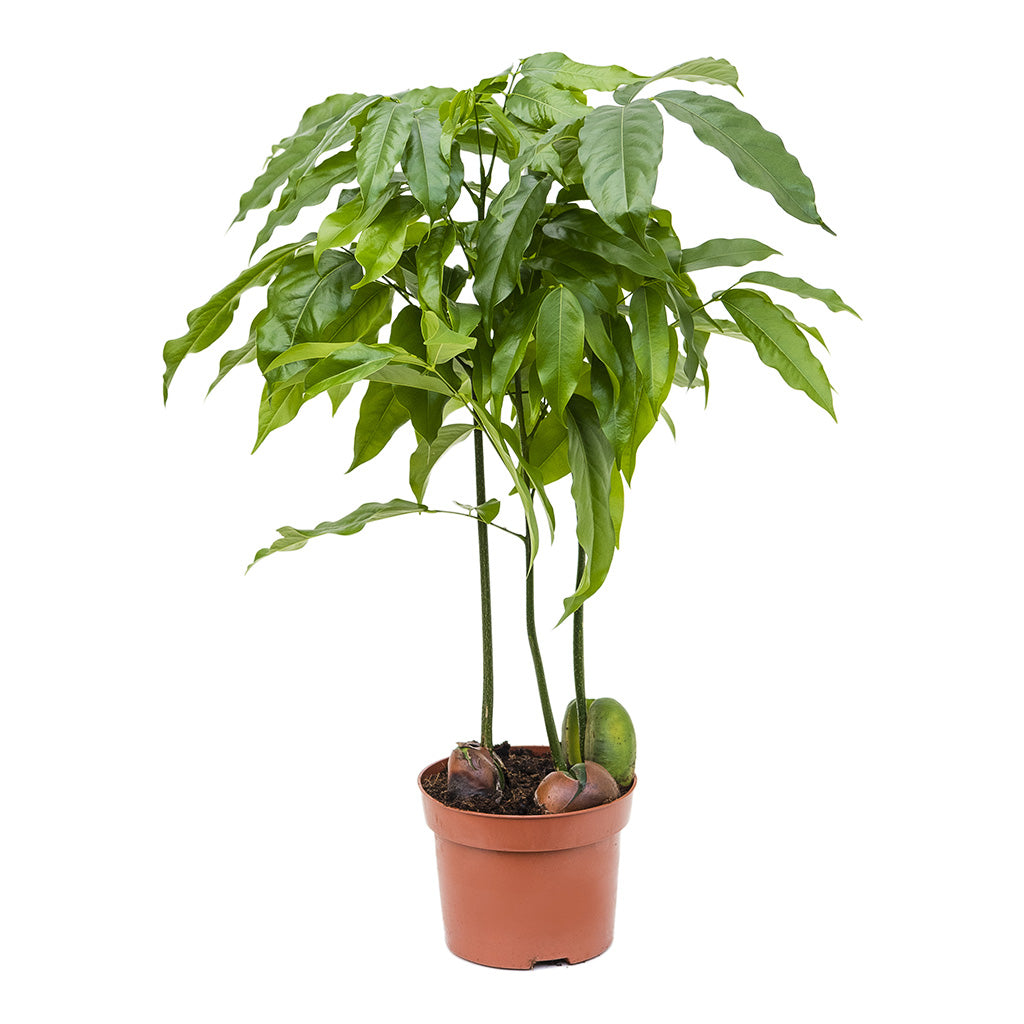 Castanospermum australe Moreton Bay Chestnut