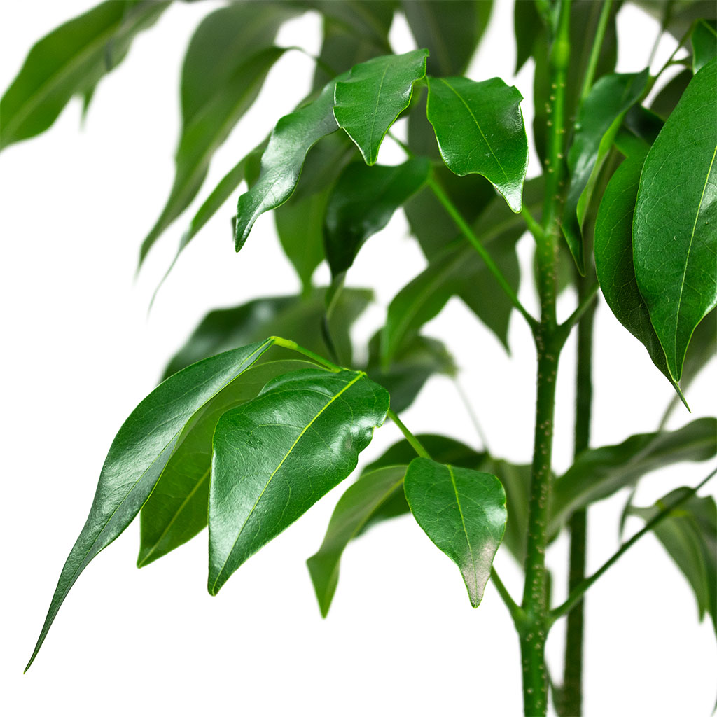 Castanospermum australe - Moreton Bay Chestnut & Hadleigh Plant Pot - Charcoal
