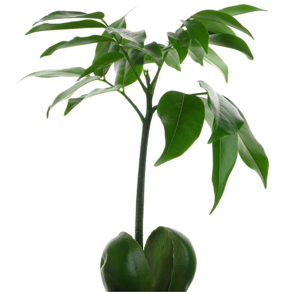Castanospermum australe - Moreton Bay Chestnut Close